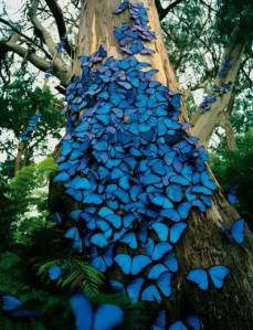 blue butteflies